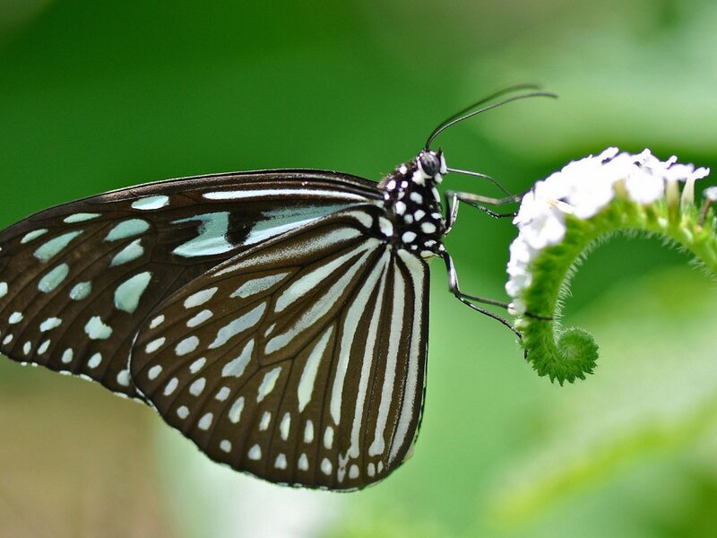 Blue Tiger Butterfly — Green