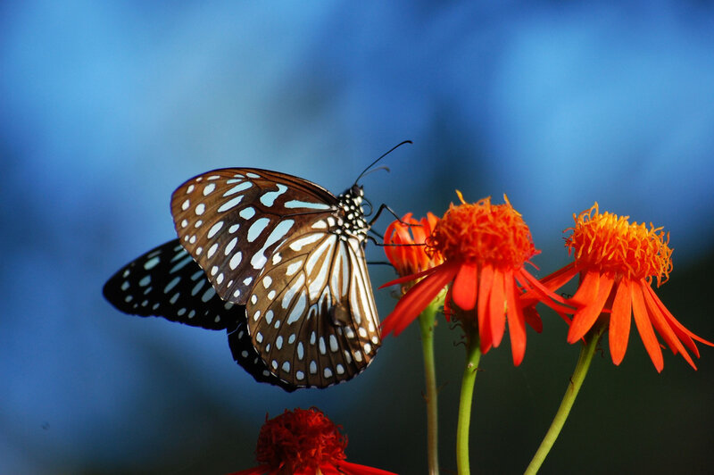 Blue Tiger Butterfly