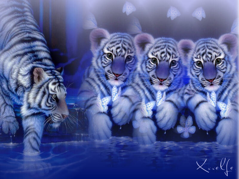 Blue tiger family in water
