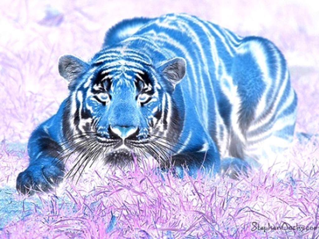 blue tiger in purple grass