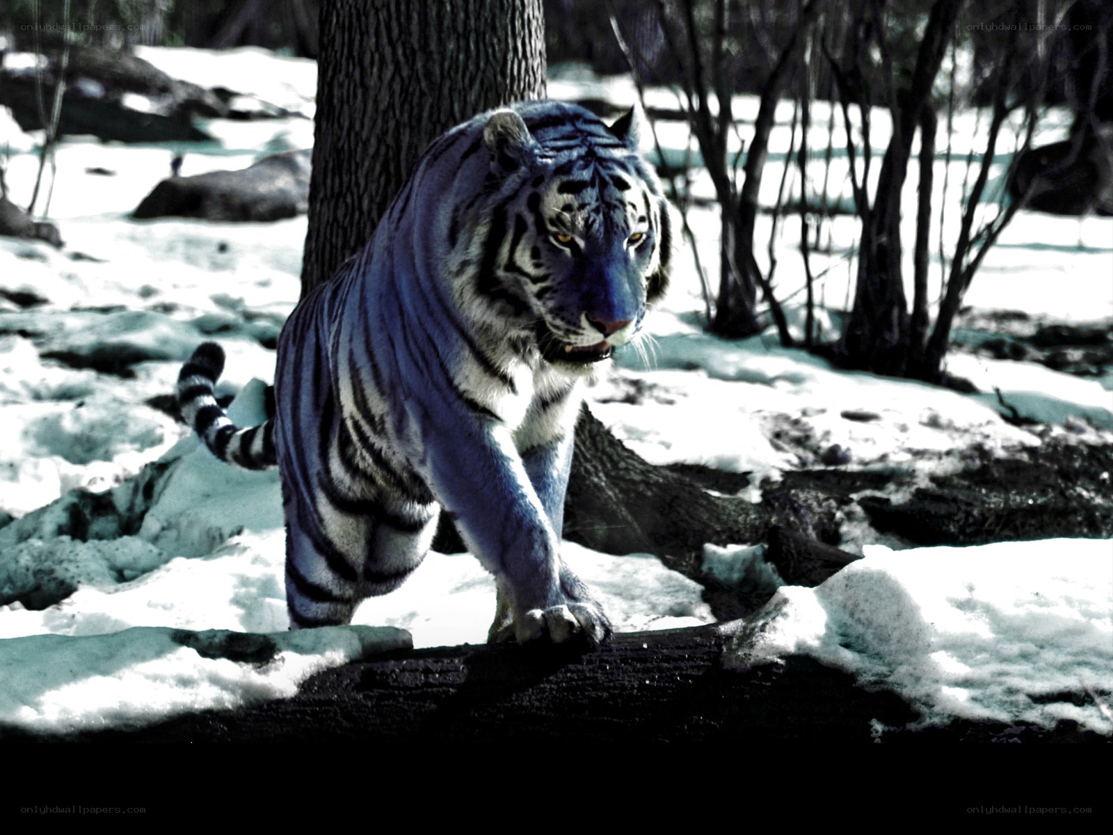 Blue tiger in snowy forest
