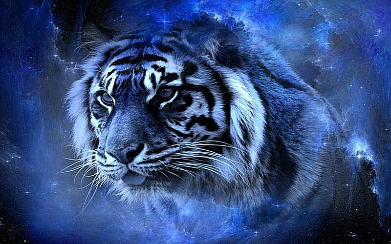 blue tiger in space