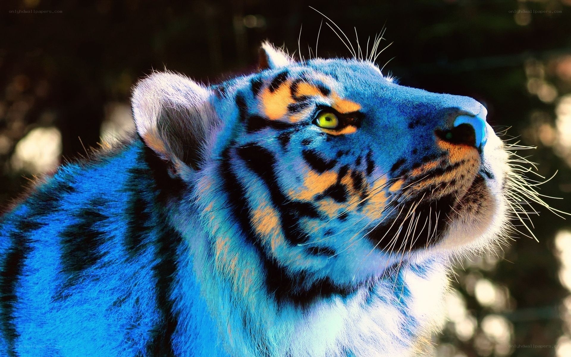 blue tiger with green eyes