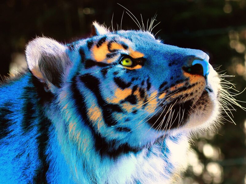 Blue Tiger with Orange Stripes — Dramatic, Digital Art