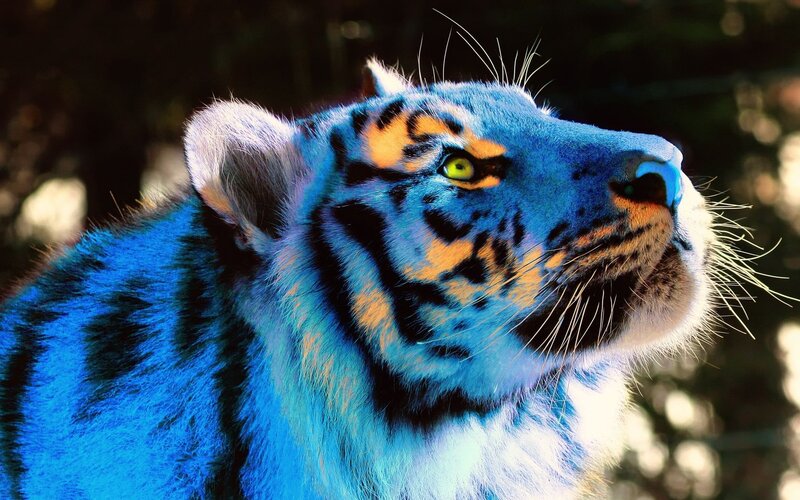 Blue Tiger with Orange Stripes — Dramatic, Digital Art, Whiskers