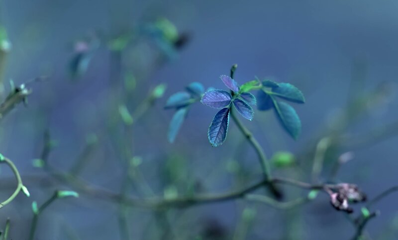 Blue-tinged Plant Sprout