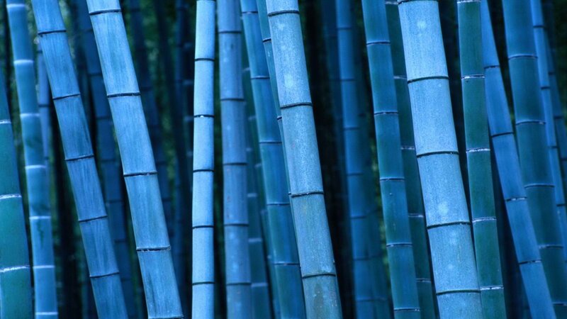 blue-tinted bamboo forest