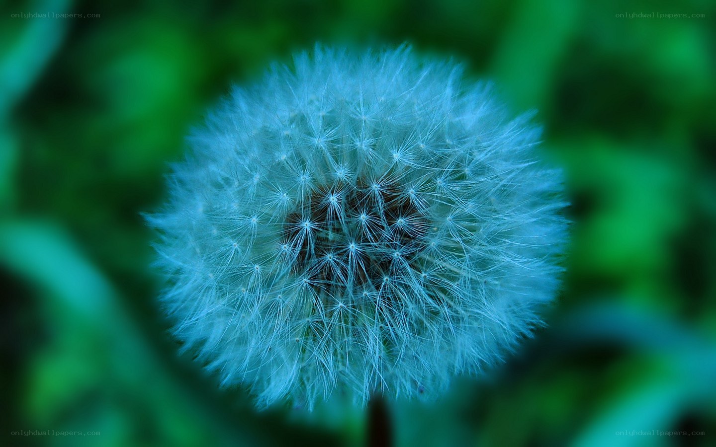 Blue-tinted dandelion seed head