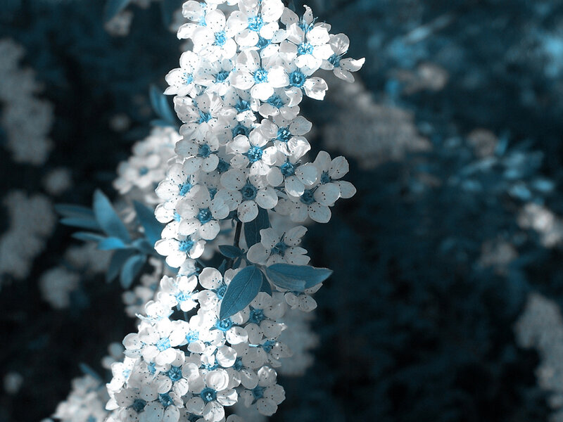 blue-tinted flower cluster