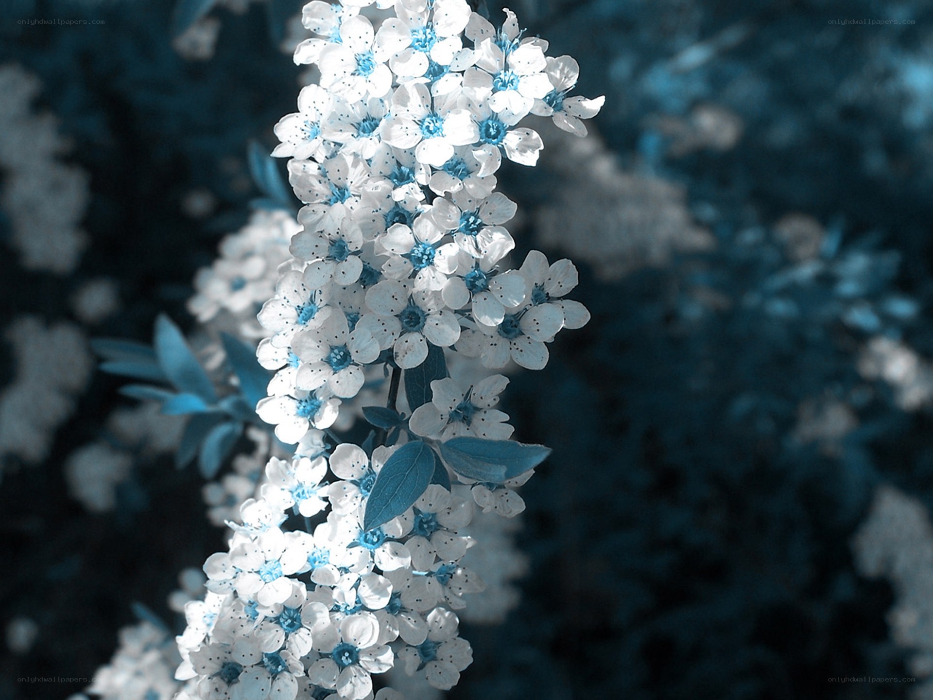 blue-tinted flower cluster