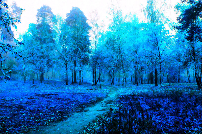 Blue-tinted Forest Path — Blue