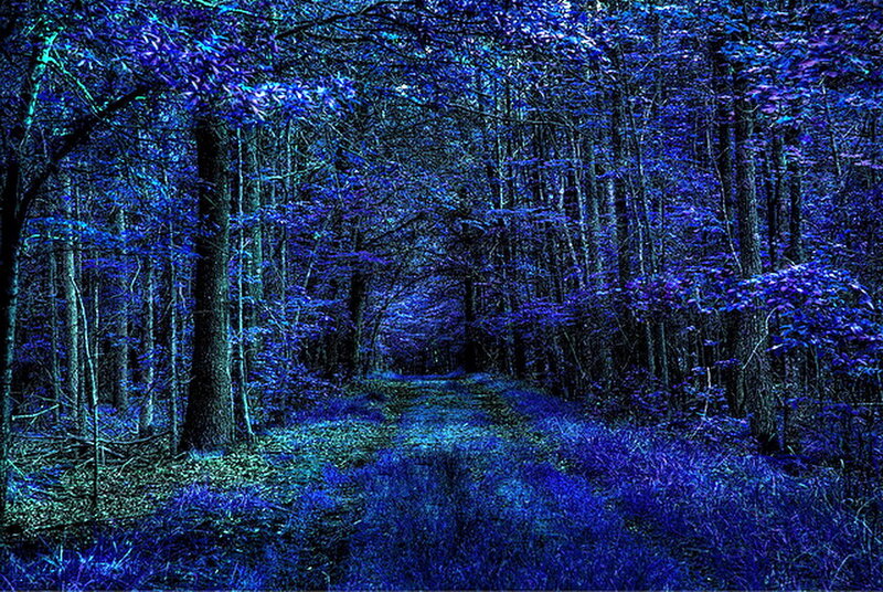 Blue-tinted Forest Path