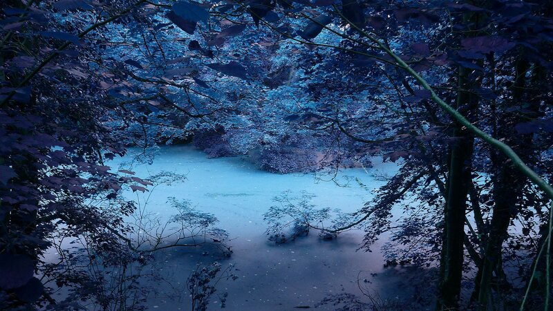 Blue-tinted Forest Pond — Blue