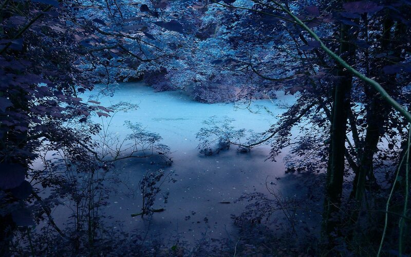 Blue-tinted forest pond