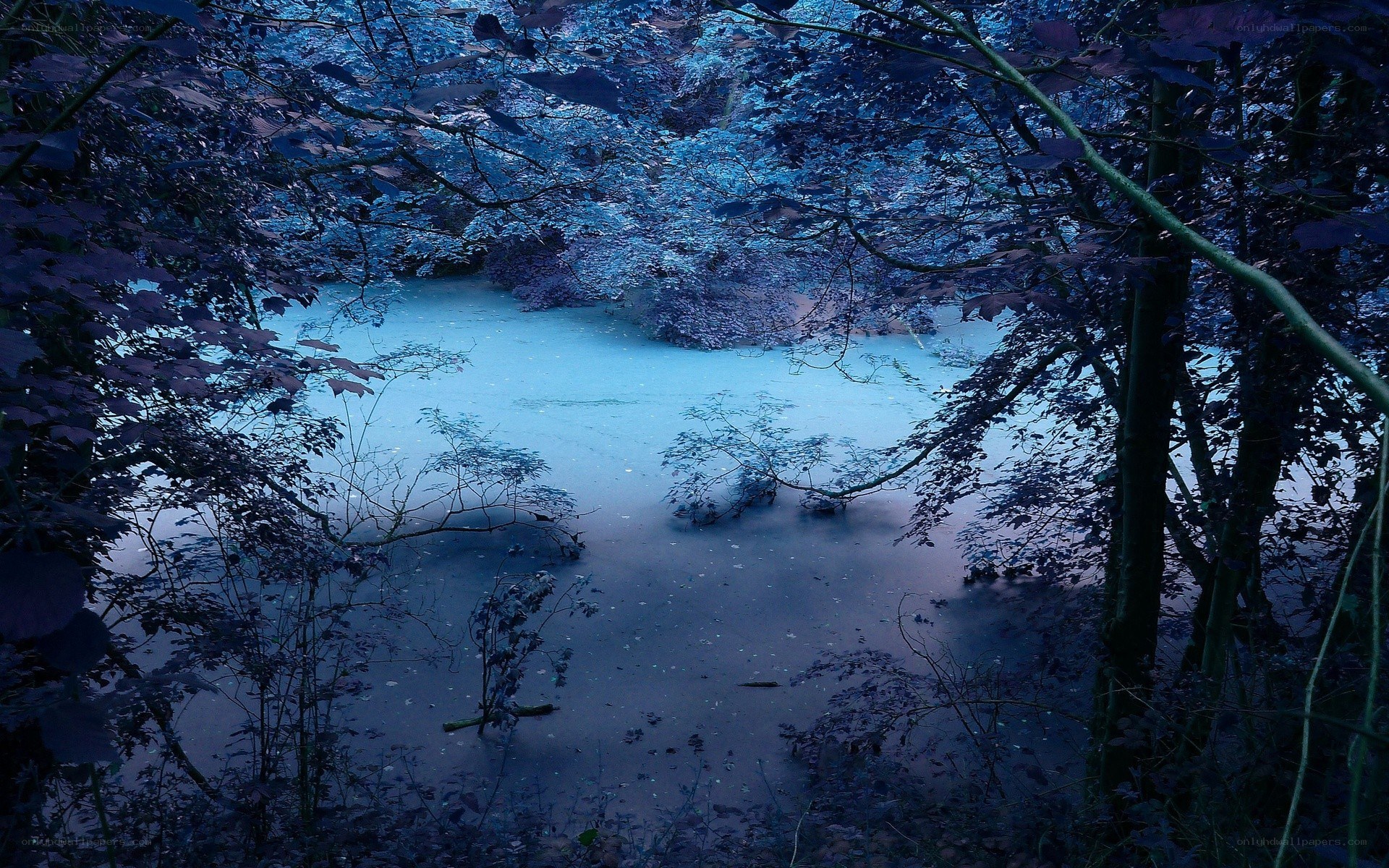 Blue-tinted forest pond