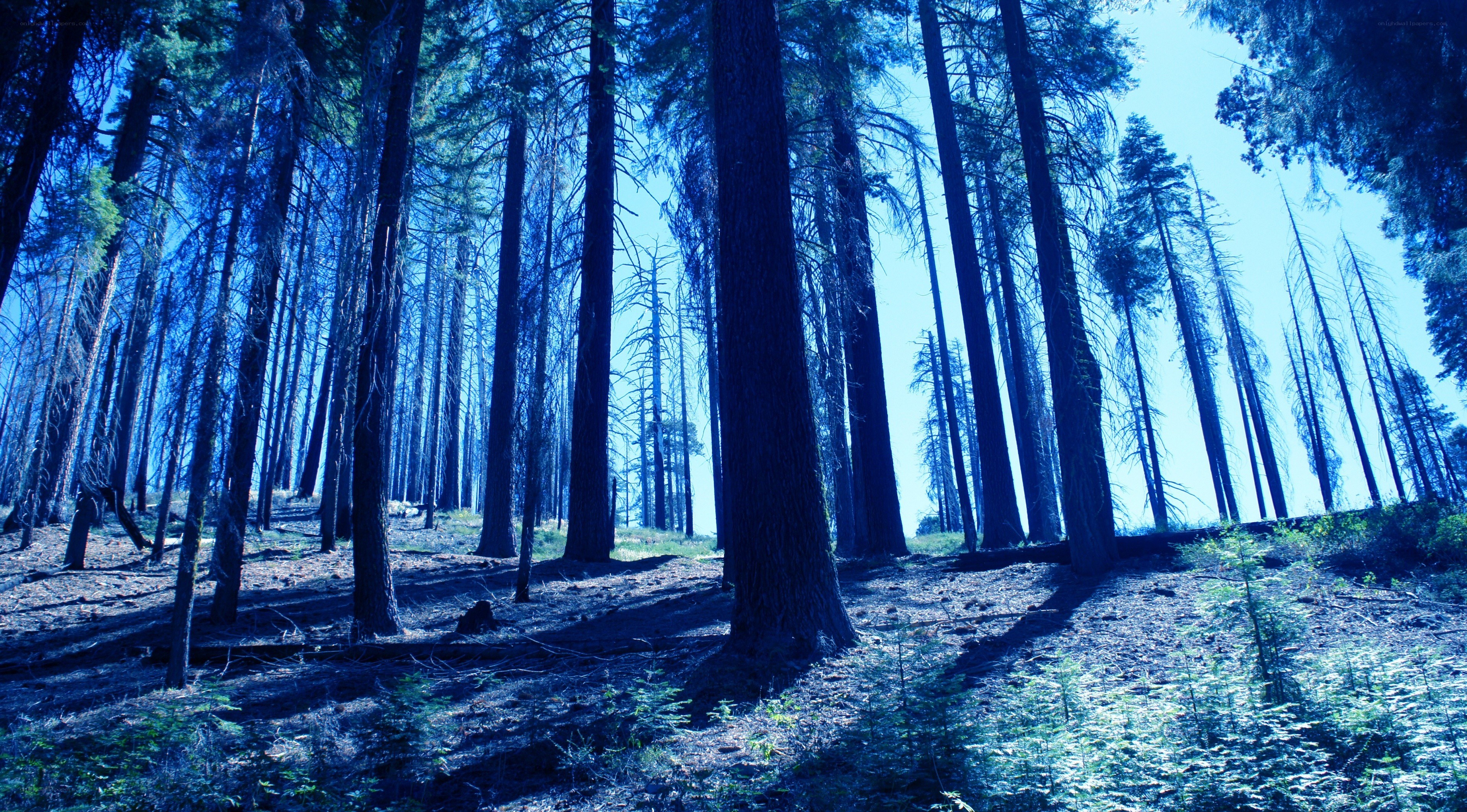 Blue-tinted forest scene