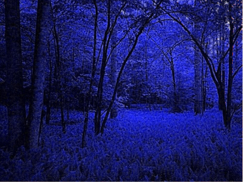 blue-tinted forest scene
