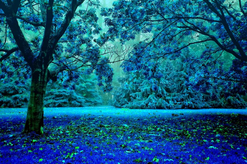 Blue-tinted Forest Scene — Blue