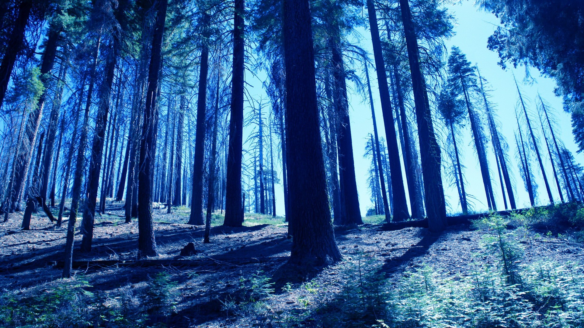 Blue-tinted forest scene