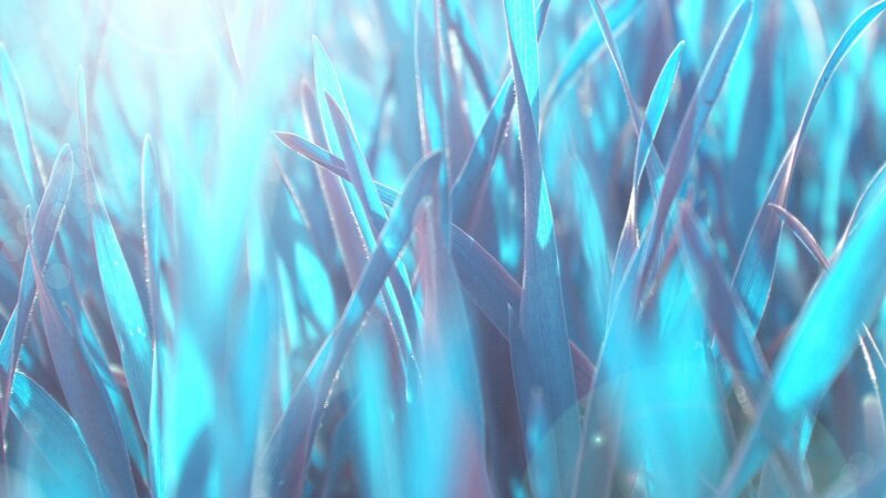 Blue-tinted Grass Blades — Blue
