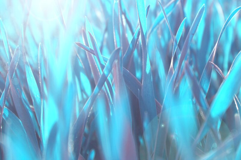 blue-tinted grass blades