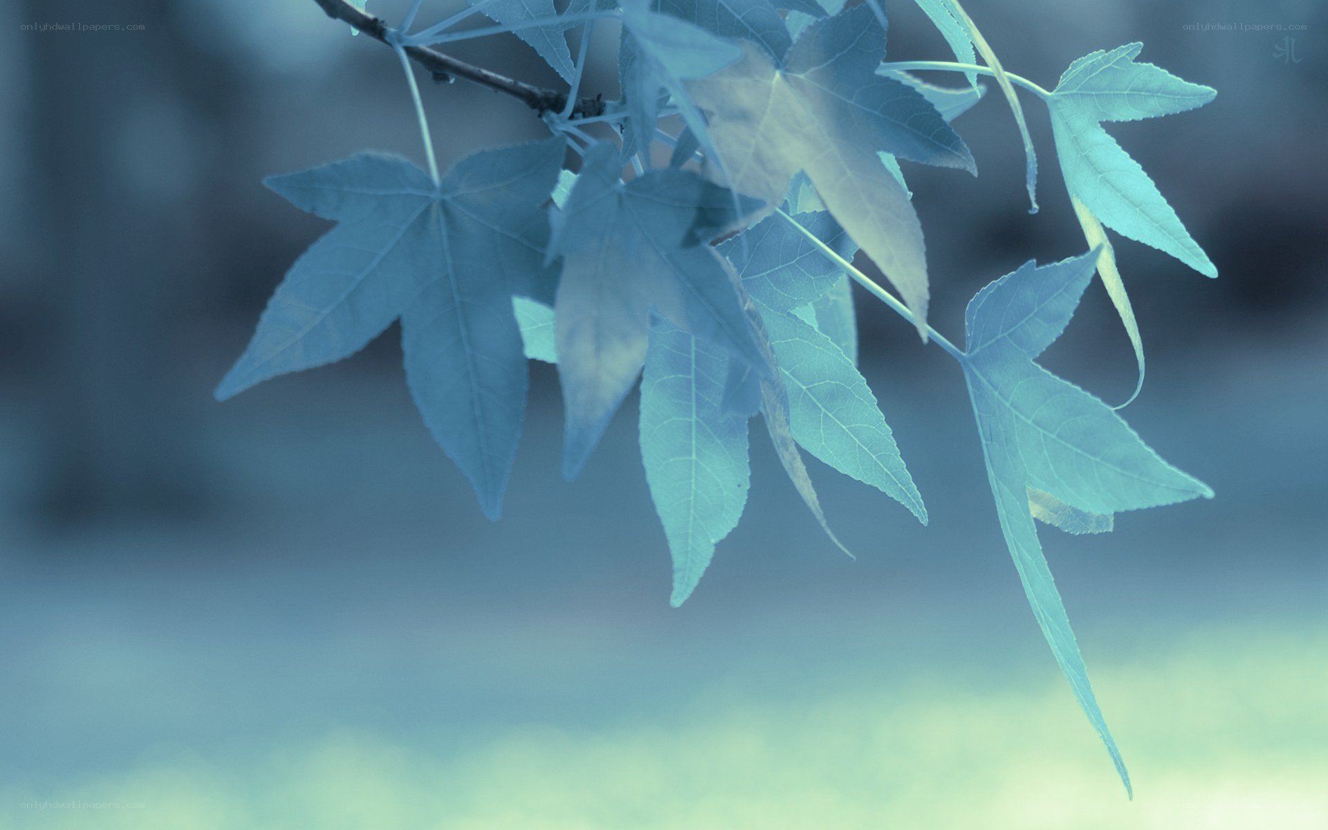blue-tinted leaf branch