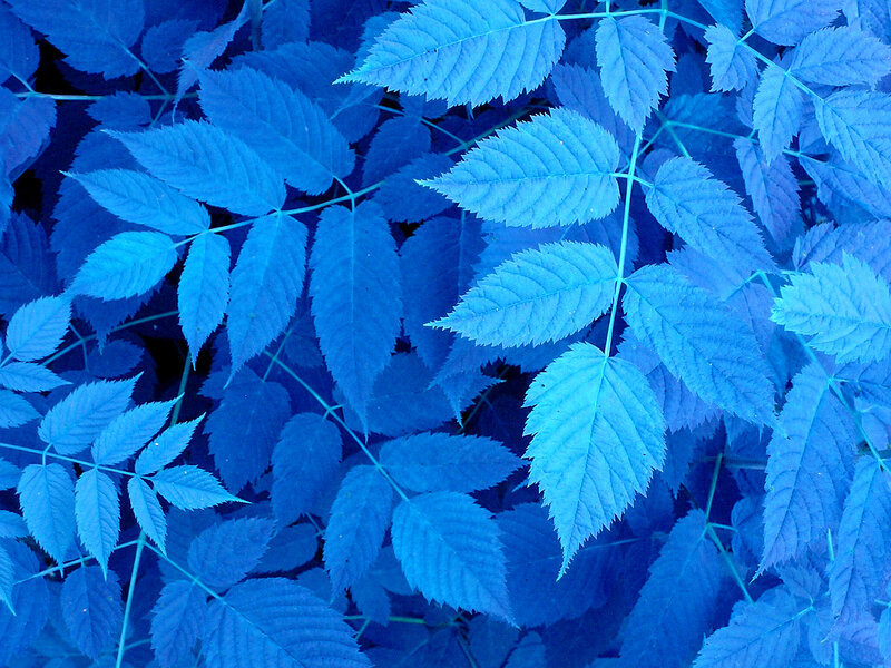 blue-tinted leaf pattern