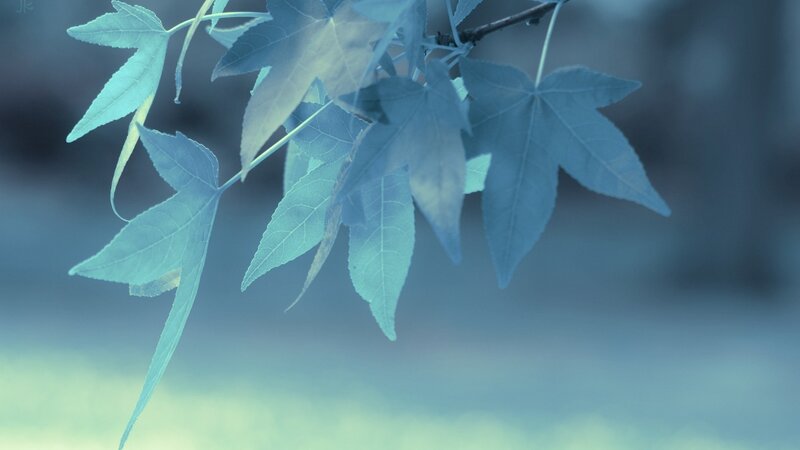 Blue-tinted Maple Leaves — Blue, Serene