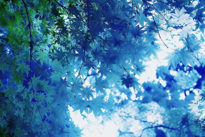 Blue-tinted Maple Leaves — Blue