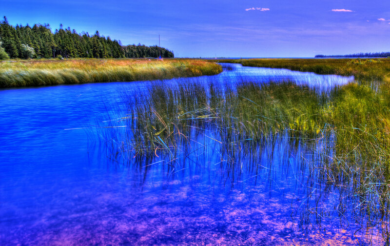 Blue-tinted marsh landscape