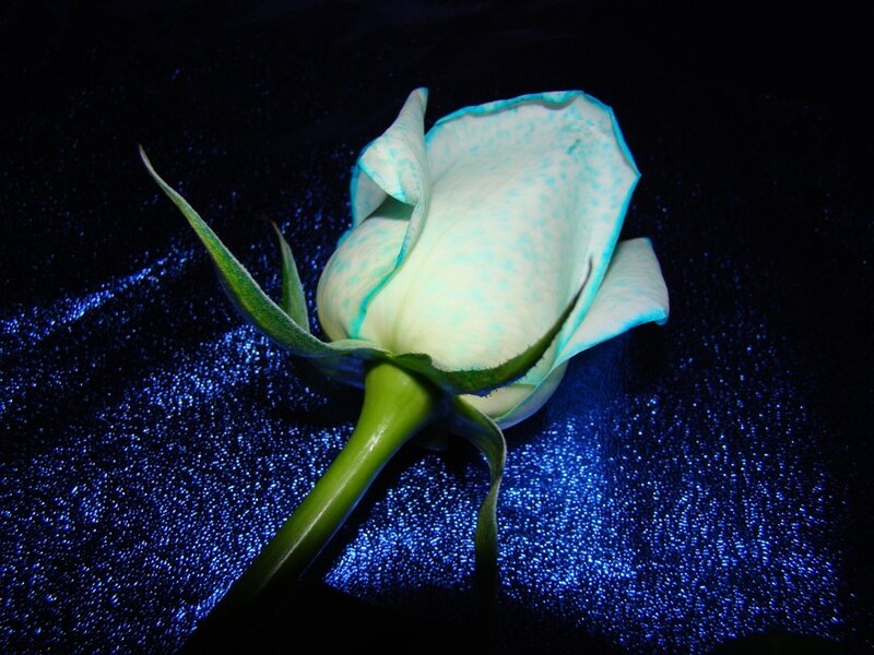 Blue-tinted rose on dark background