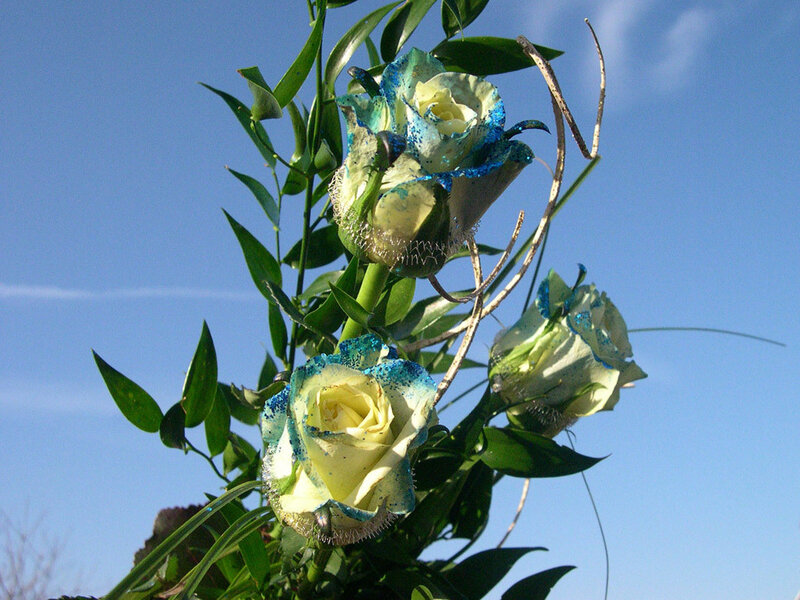 blue-tinted roses against sky