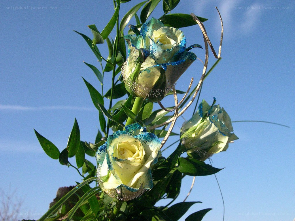 blue-tinted roses against sky