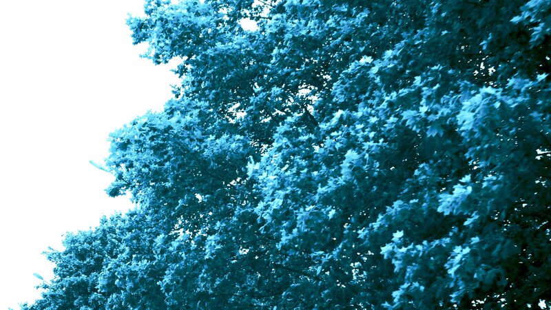 blue-tinted tree canopy