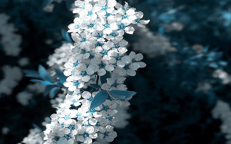 blue-tinted white flowers