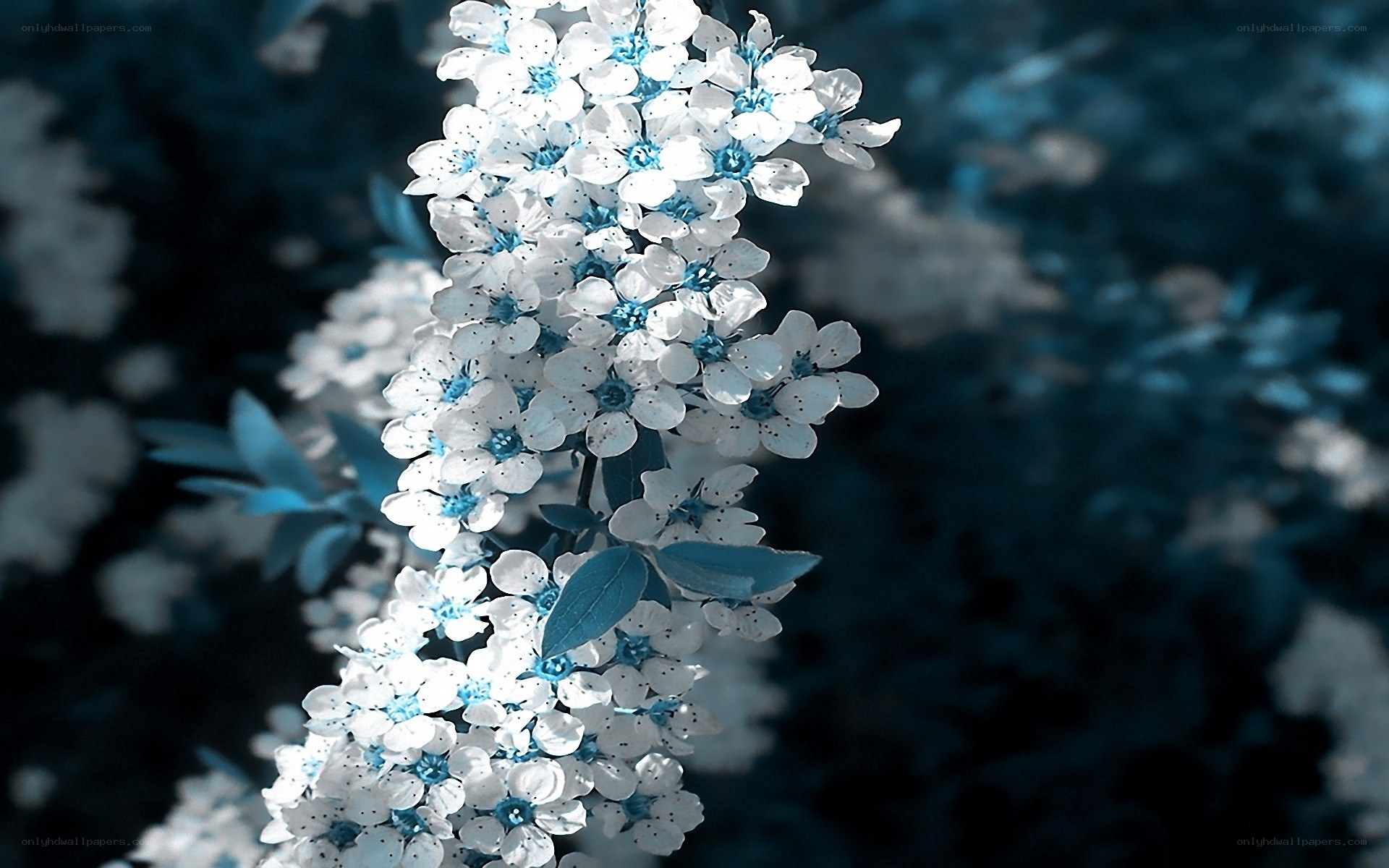 blue-tinted white flowers