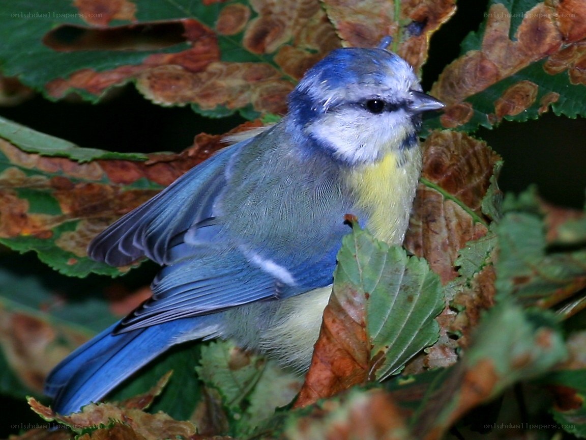 blue tit among leaves