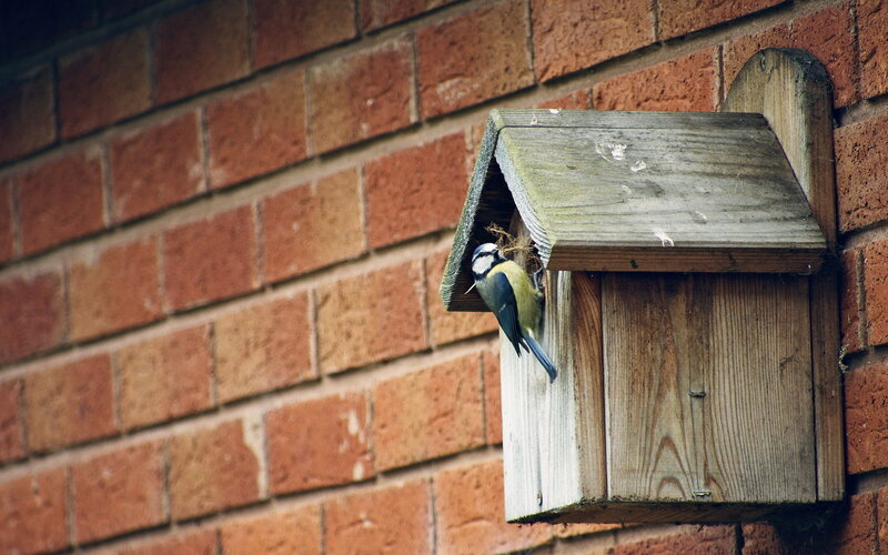 Blue Tit Bird at Nest Box