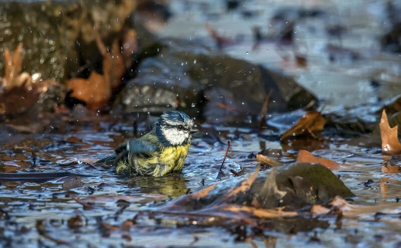 Blue Tit Bird Bathing — Active