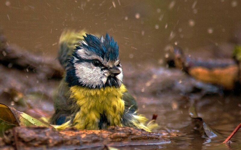 Blue Tit Bird Bathing