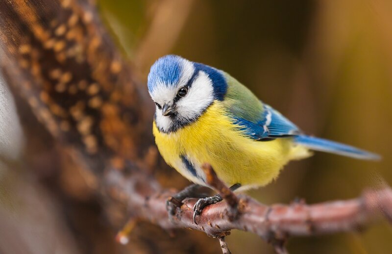 Blue Tit Bird — Calm, Autumn, Photograph, Branch