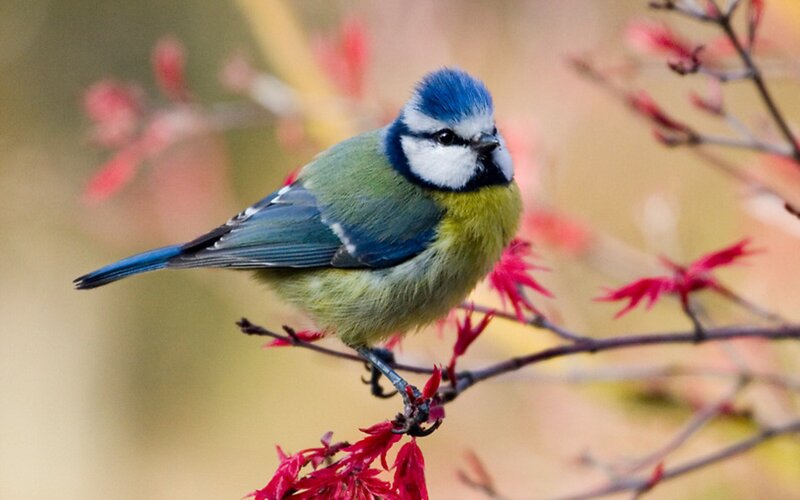 Blue Tit Bird — Calm, Autumn, Photograph