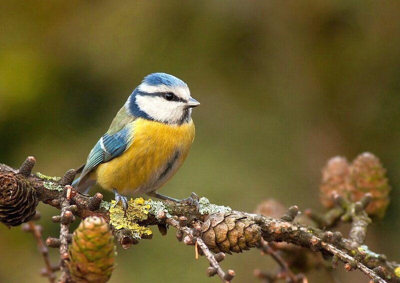 Blue Tit Bird — Calm, Autumn