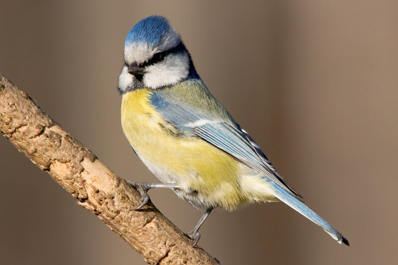Blue Tit Bird — Calm, Morning, Photograph, Branch, Yellow
