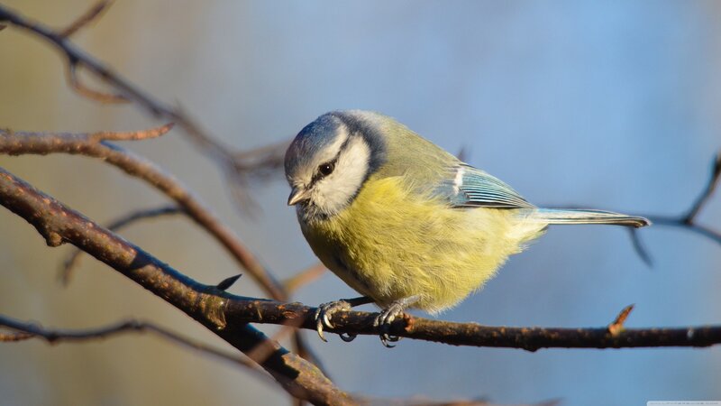 Blue Tit Bird — Calm, Morning, Photograph