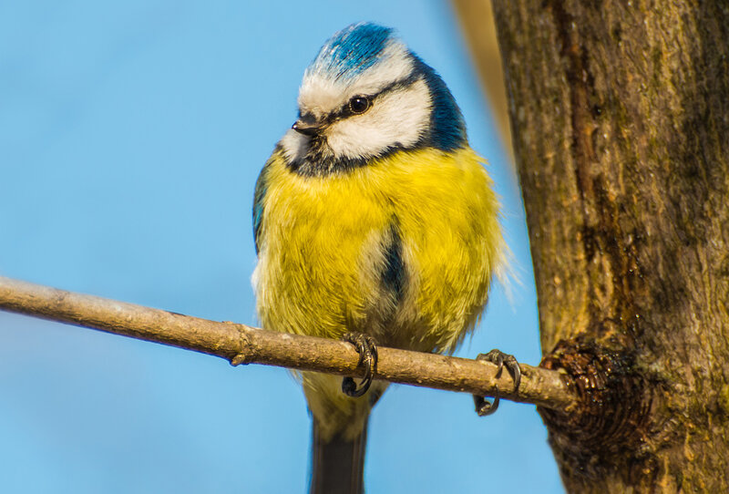 Blue Tit Bird — Calm, Morning
