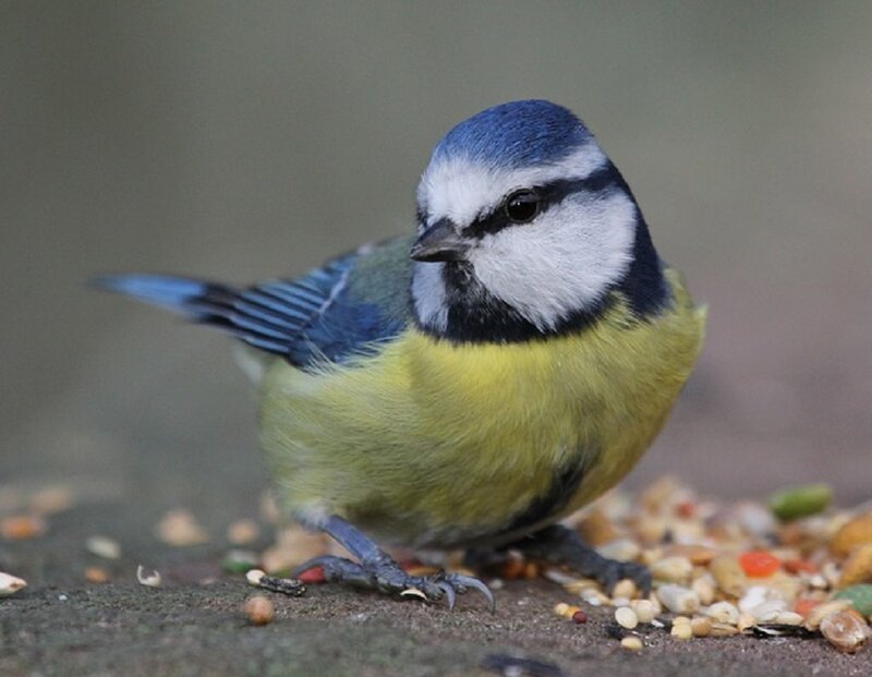 Blue Tit Bird — Calm, Photograph, Birdseed