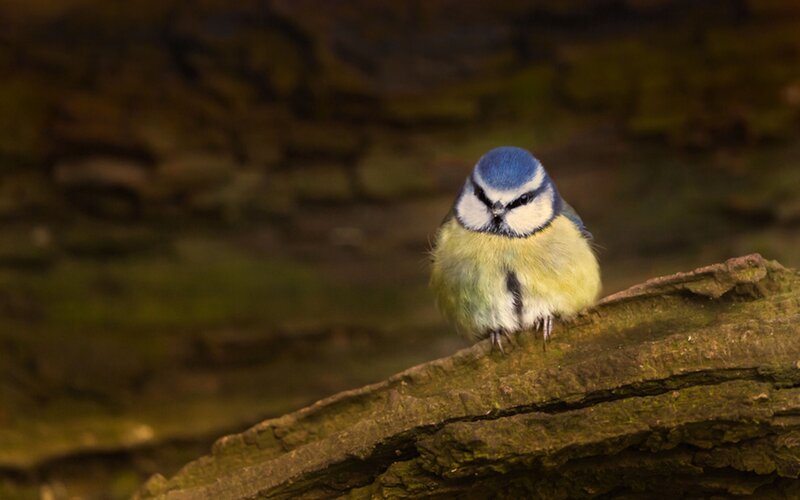 Blue Tit Bird — Calm, Photograph, Branch, Forest