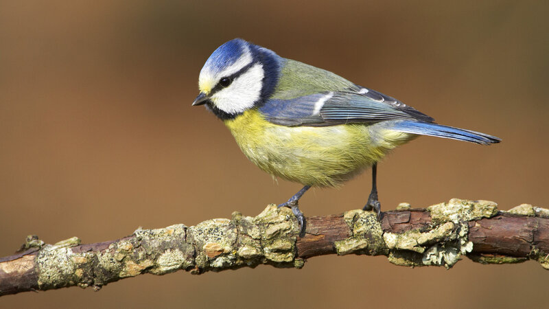 Blue Tit Bird — Calm, Photograph, Branch, Lichen