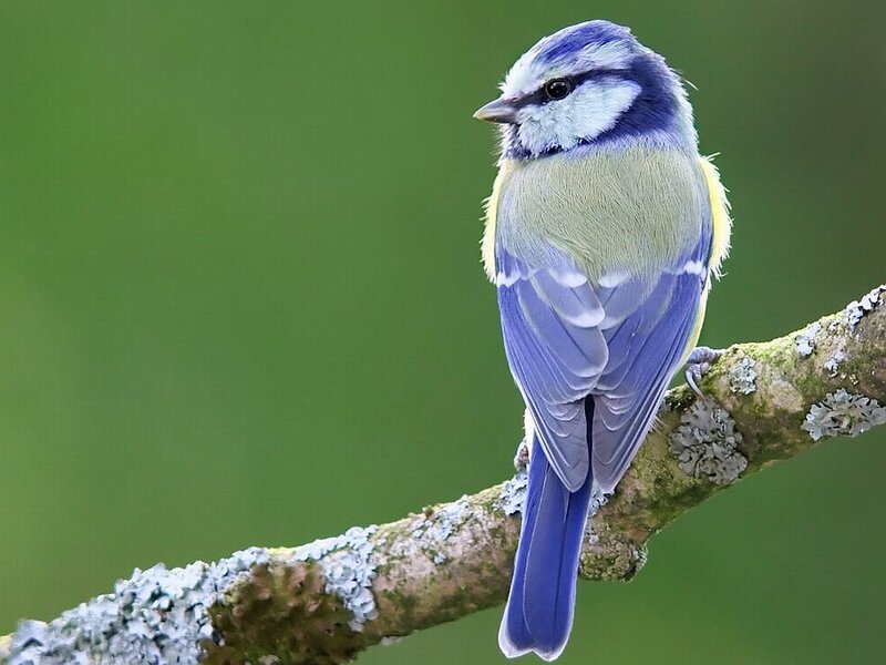 Blue Tit Bird — Calm, Photograph, Branch